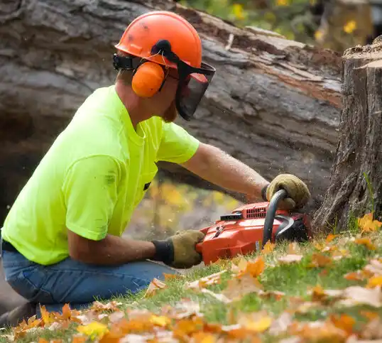 tree services Taunton